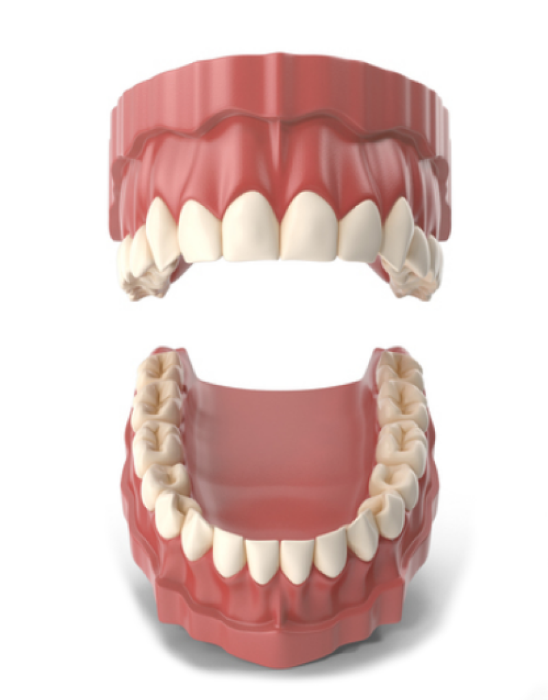 tipos de dientes y funciones